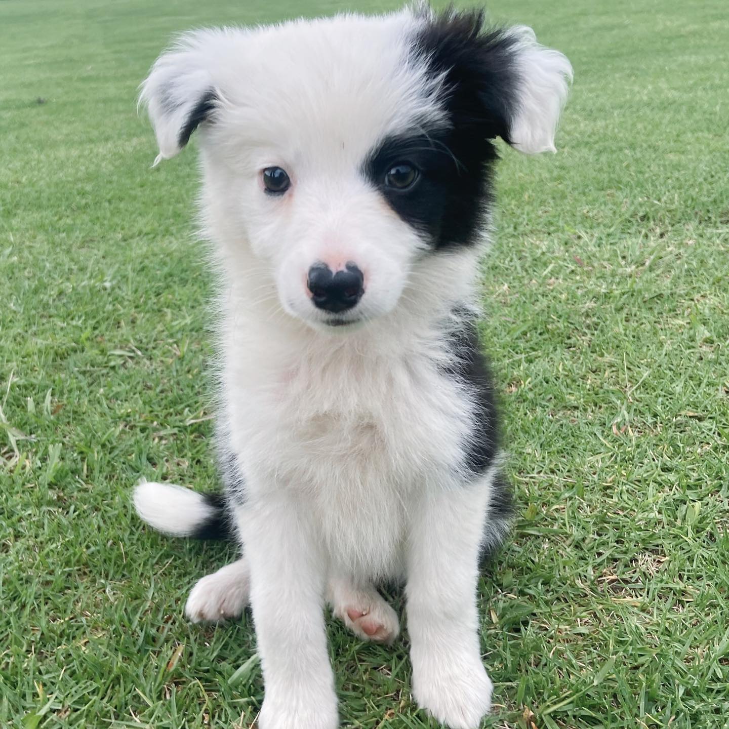 Macy