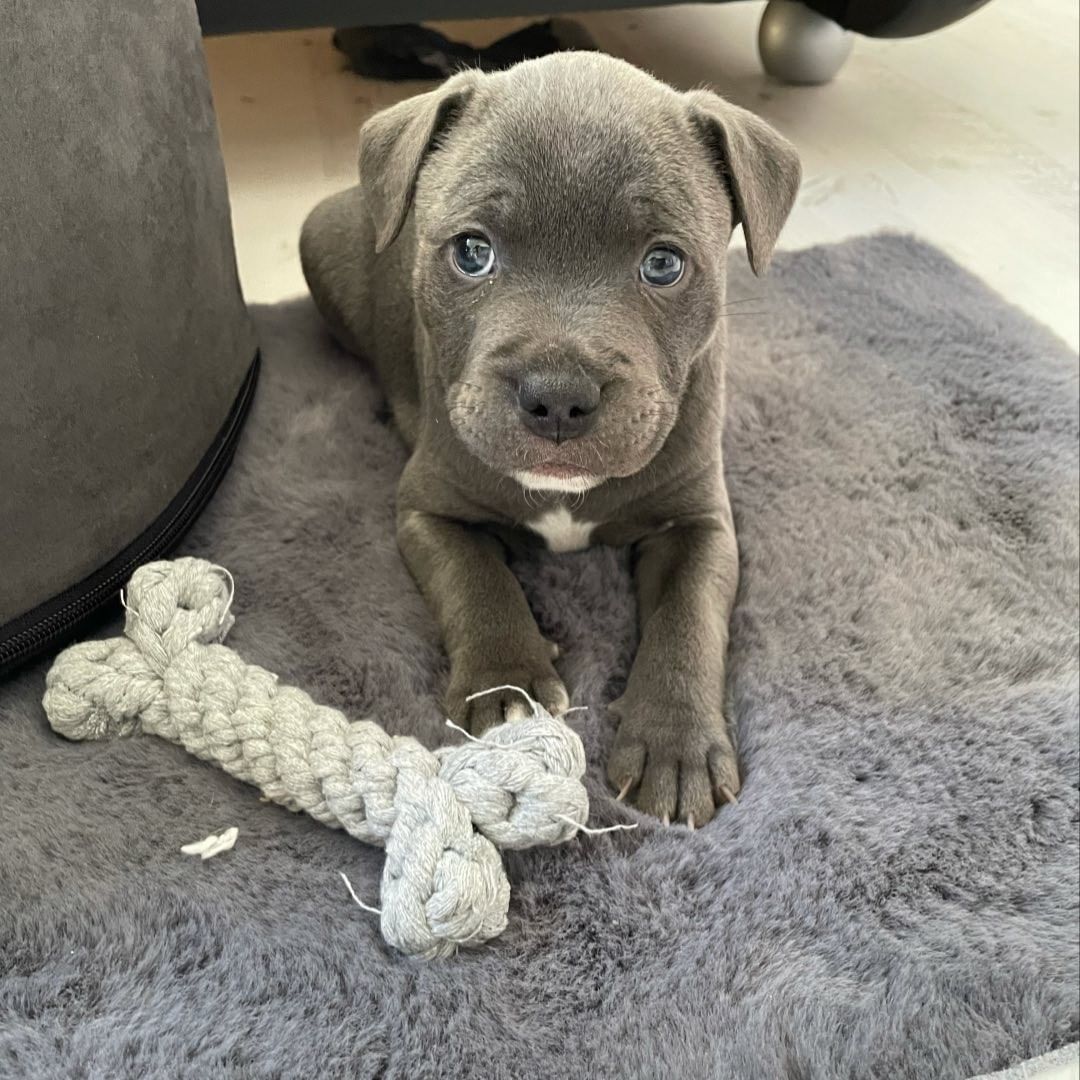 Zeus
