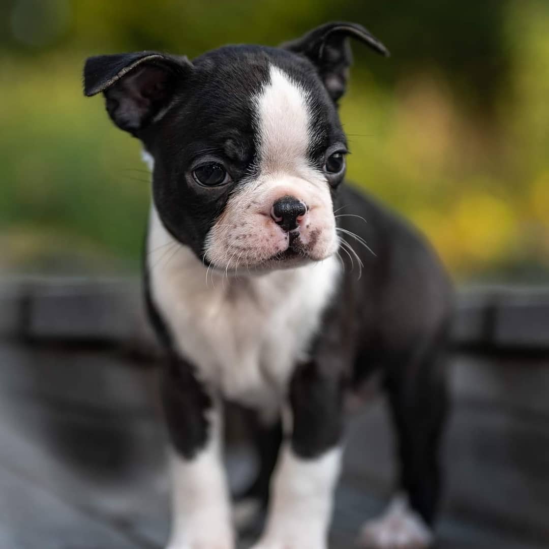 ake_thebostonterrier_225122177_576593063713636_7312937112063271623_n