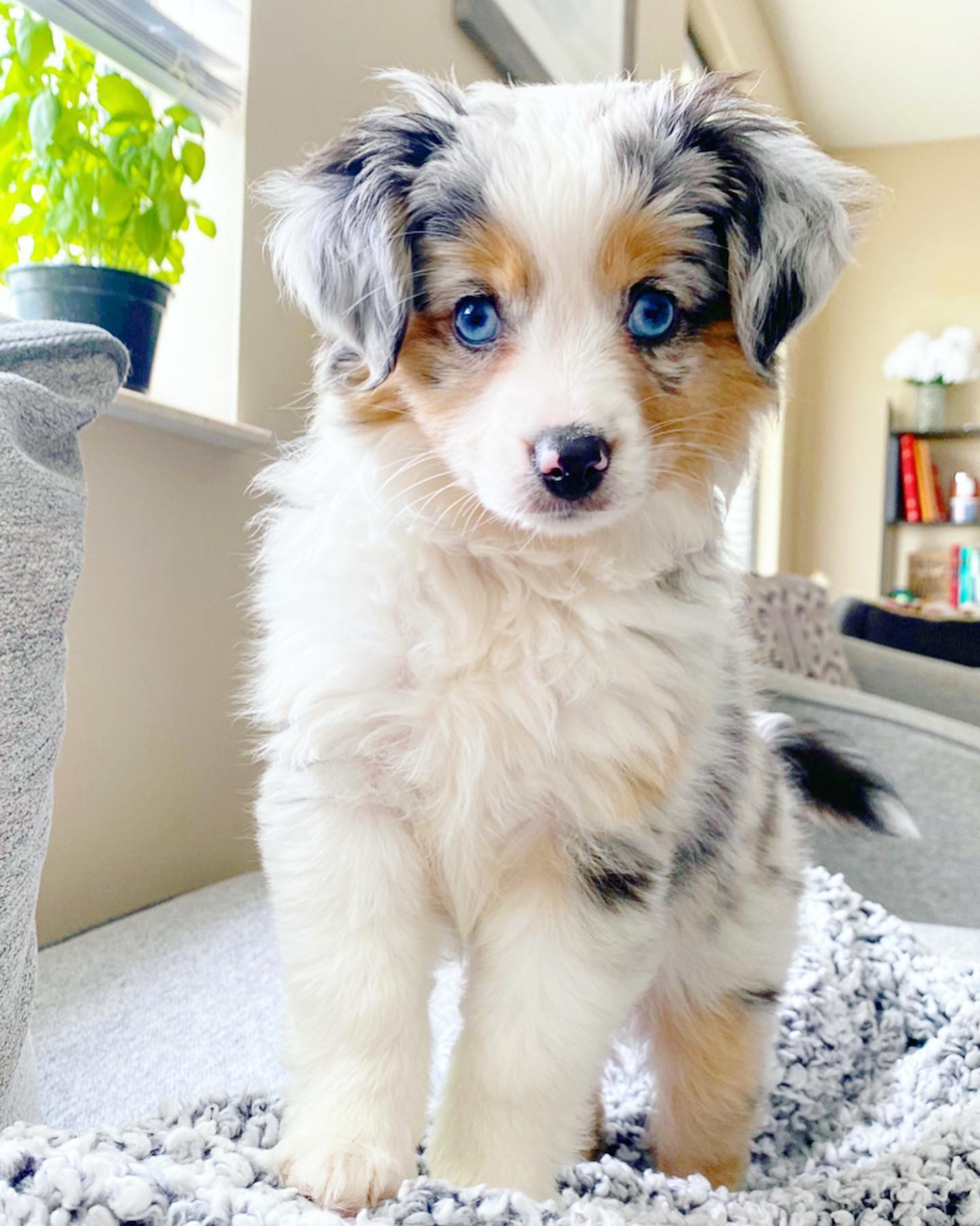 aussiepuppyfinley_1590614311_2318563348903249695_33644771133