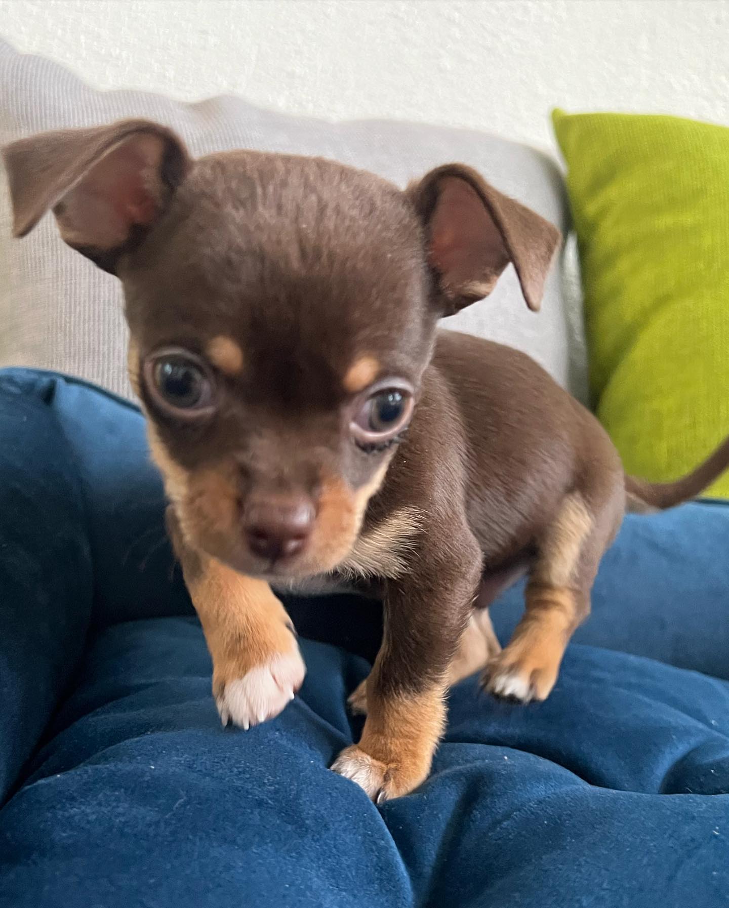 baloo_thechihuahua_1656162313_2868419847612689733_53472287894