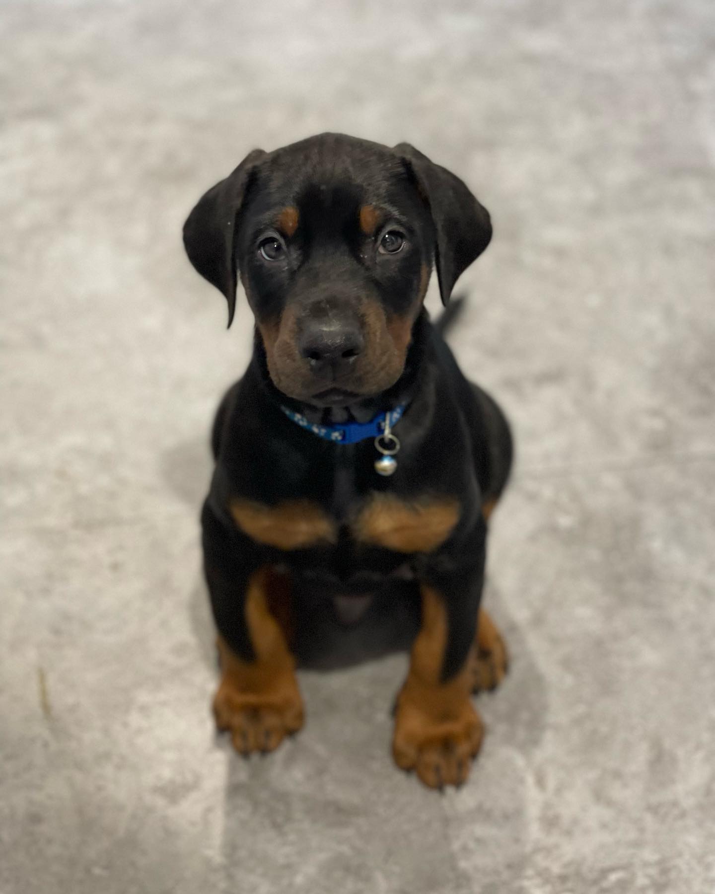 bamthedobermann_1646393789_2786475523759600458_51990541801
