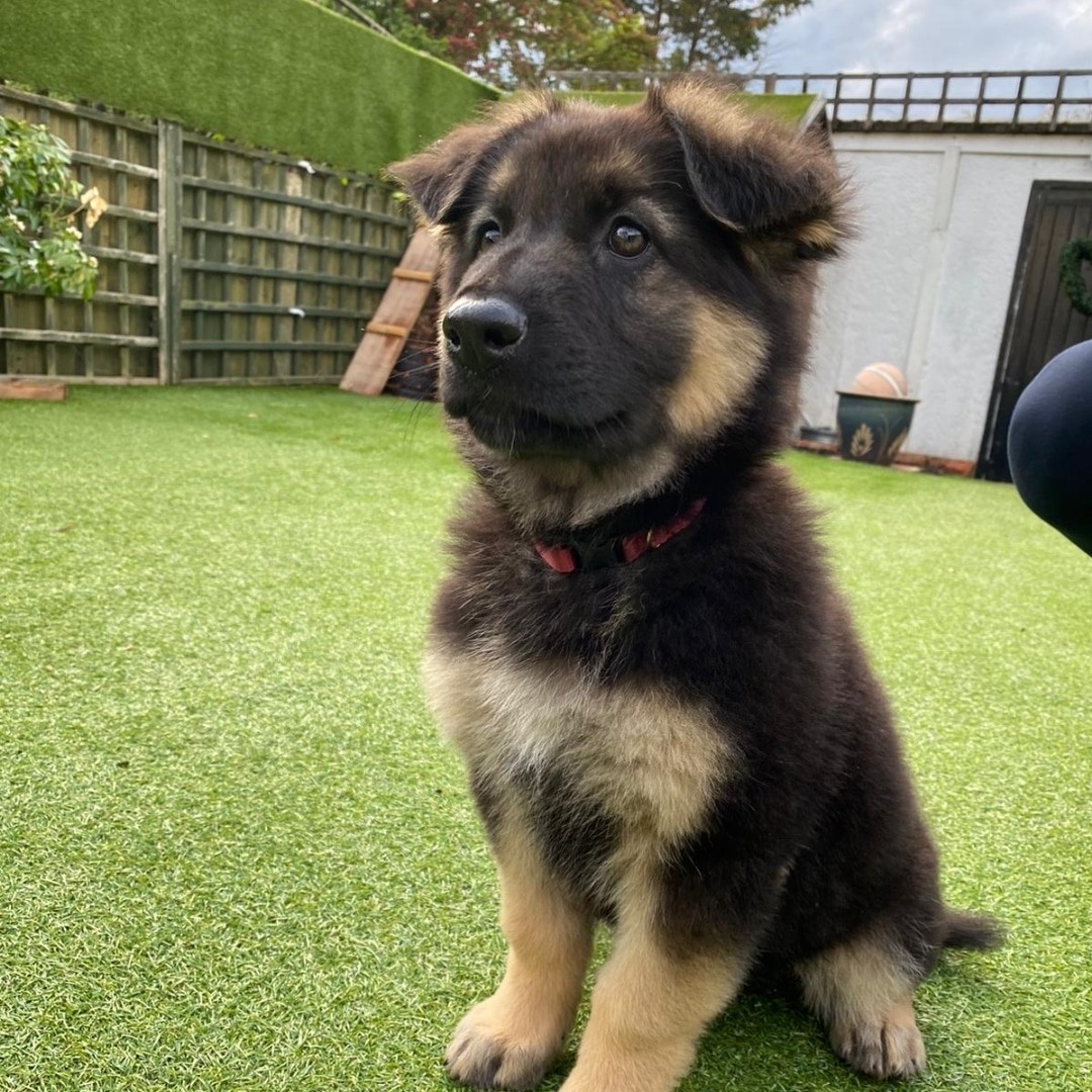 beargsdpuppy_1624978979_2606835079591540468_48734226368