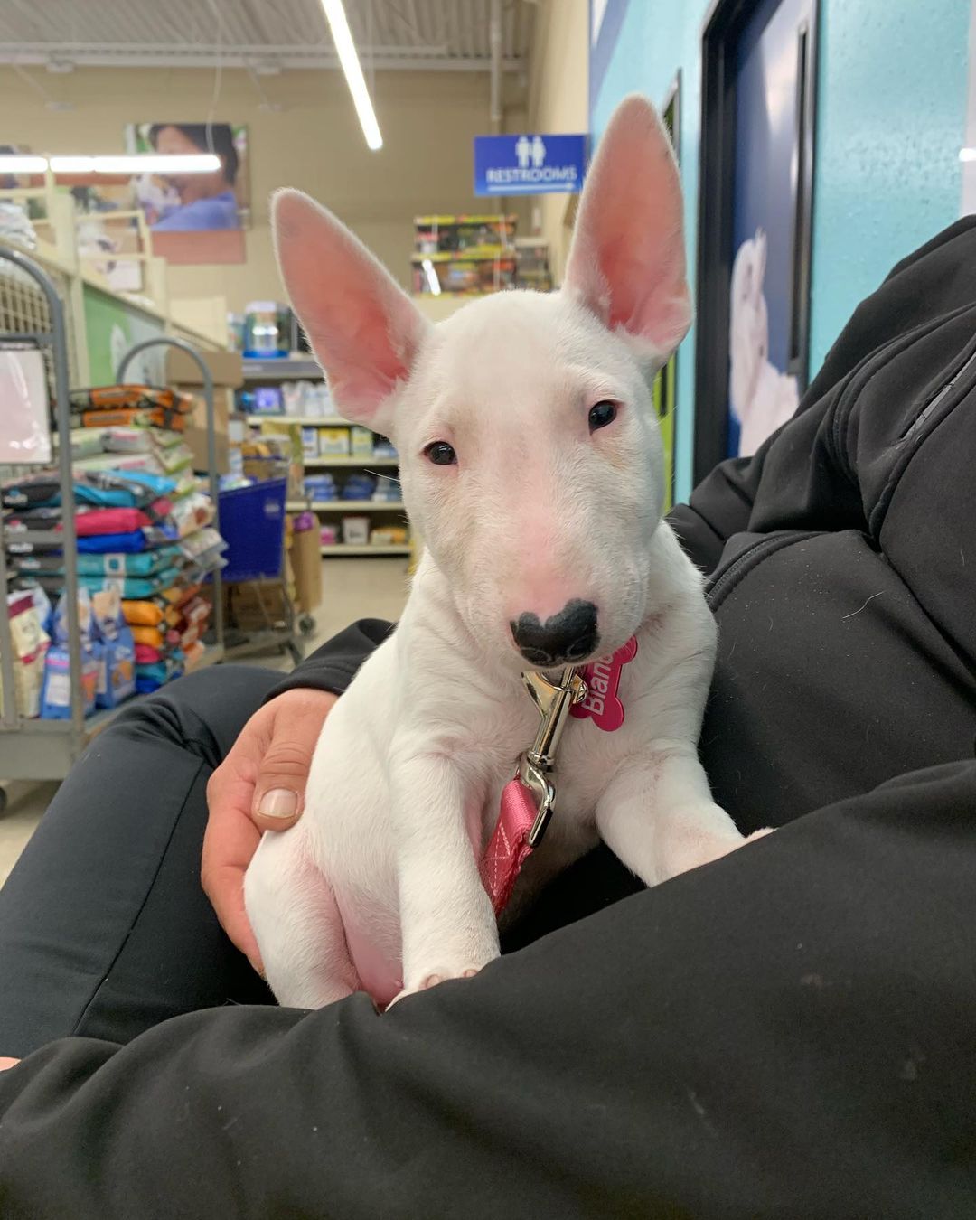 blanca_the_bull_terrier_157854115_292169385605919_2936678125546870175_n