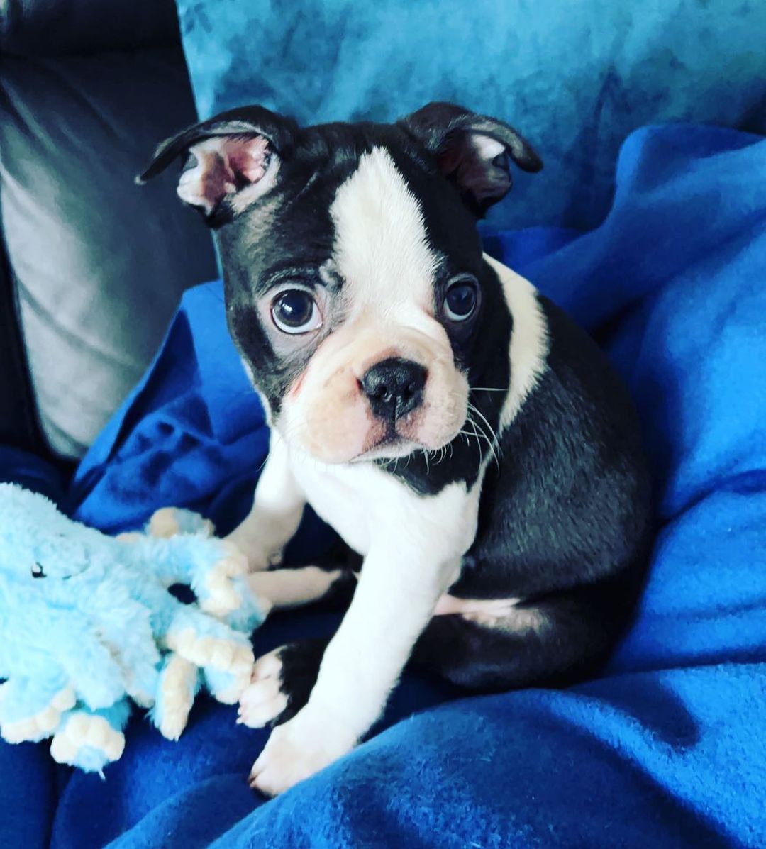 bostonterrierdjango_272144480_4688214434631112_591115250017671953_n