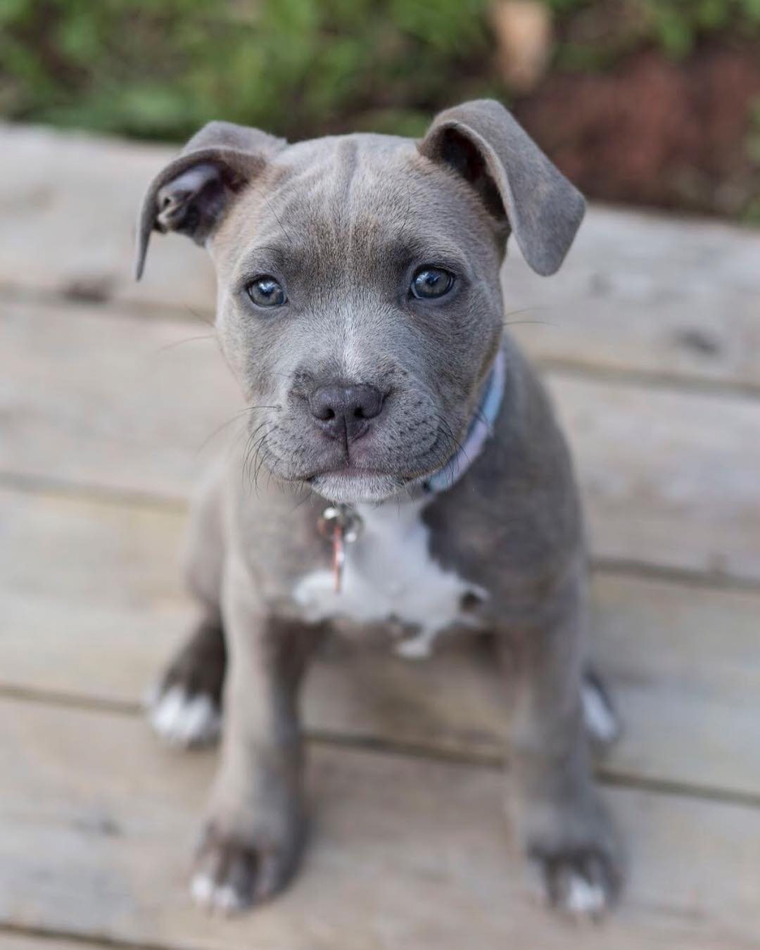 brady.the.staffy_40453311_316457848936856_3936869778461834441_n