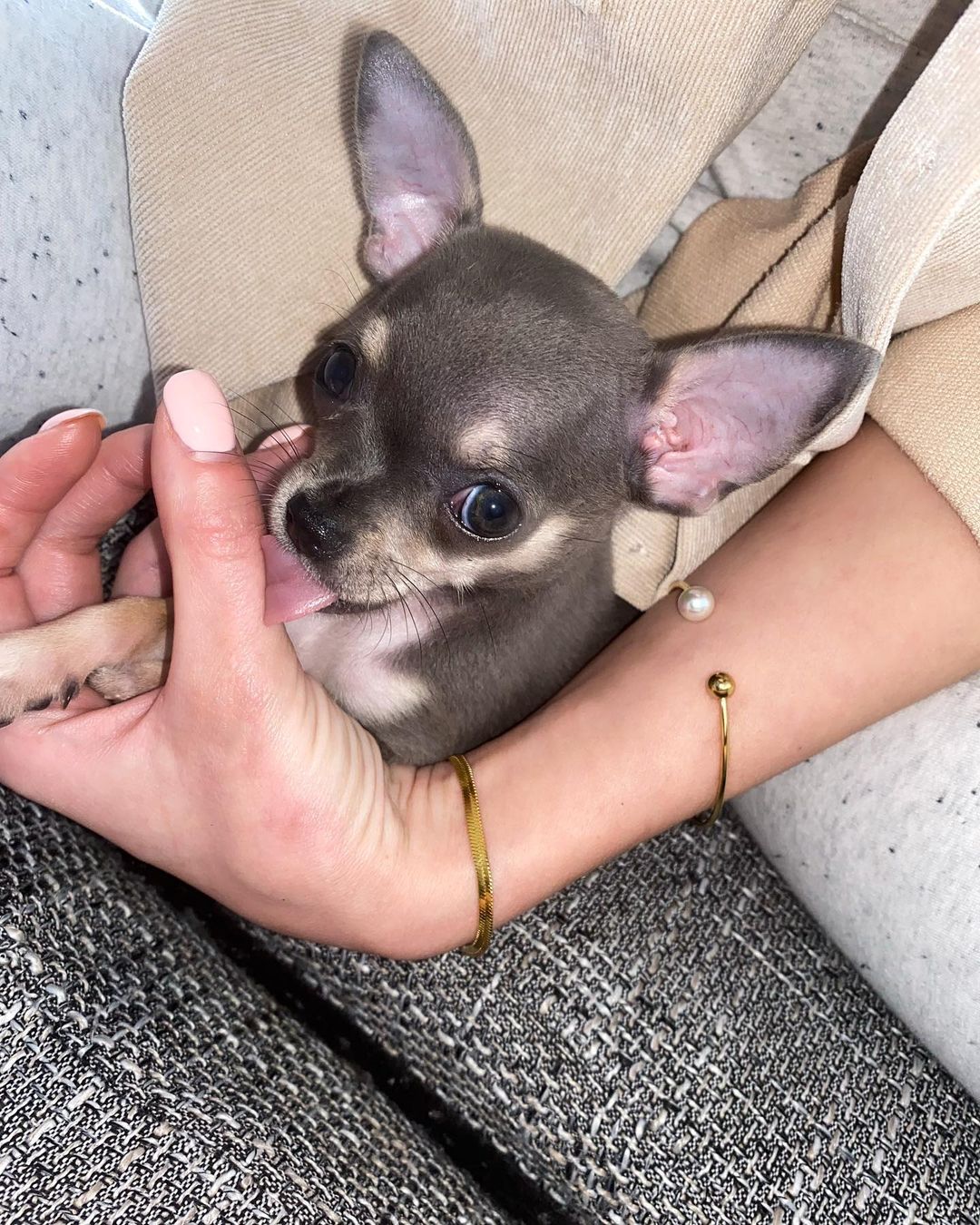 chihuahua_sonya___151332878_261345592103262_7187765583990115531_n