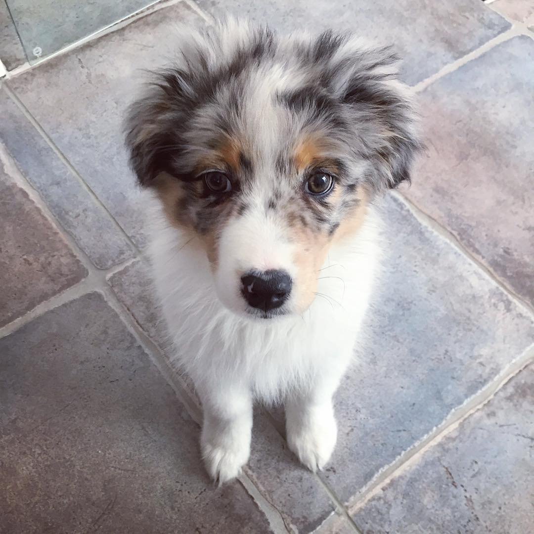 cookietheaussiepuppy_1547046334_1953088668680146262_10215170682