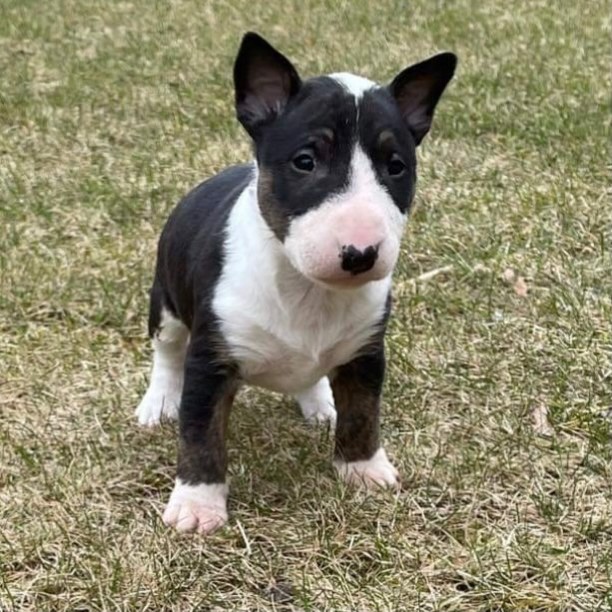dansa_theminibullterrier_1617910026_2547536407300241869_47323237290