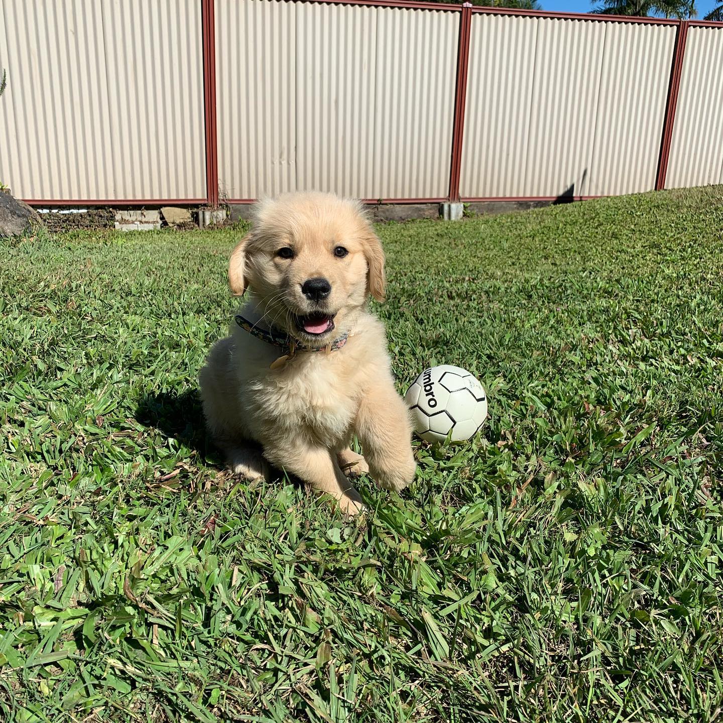 dora.thegoldenretriever_222431696_2008539572620039_8116355582828284916_n