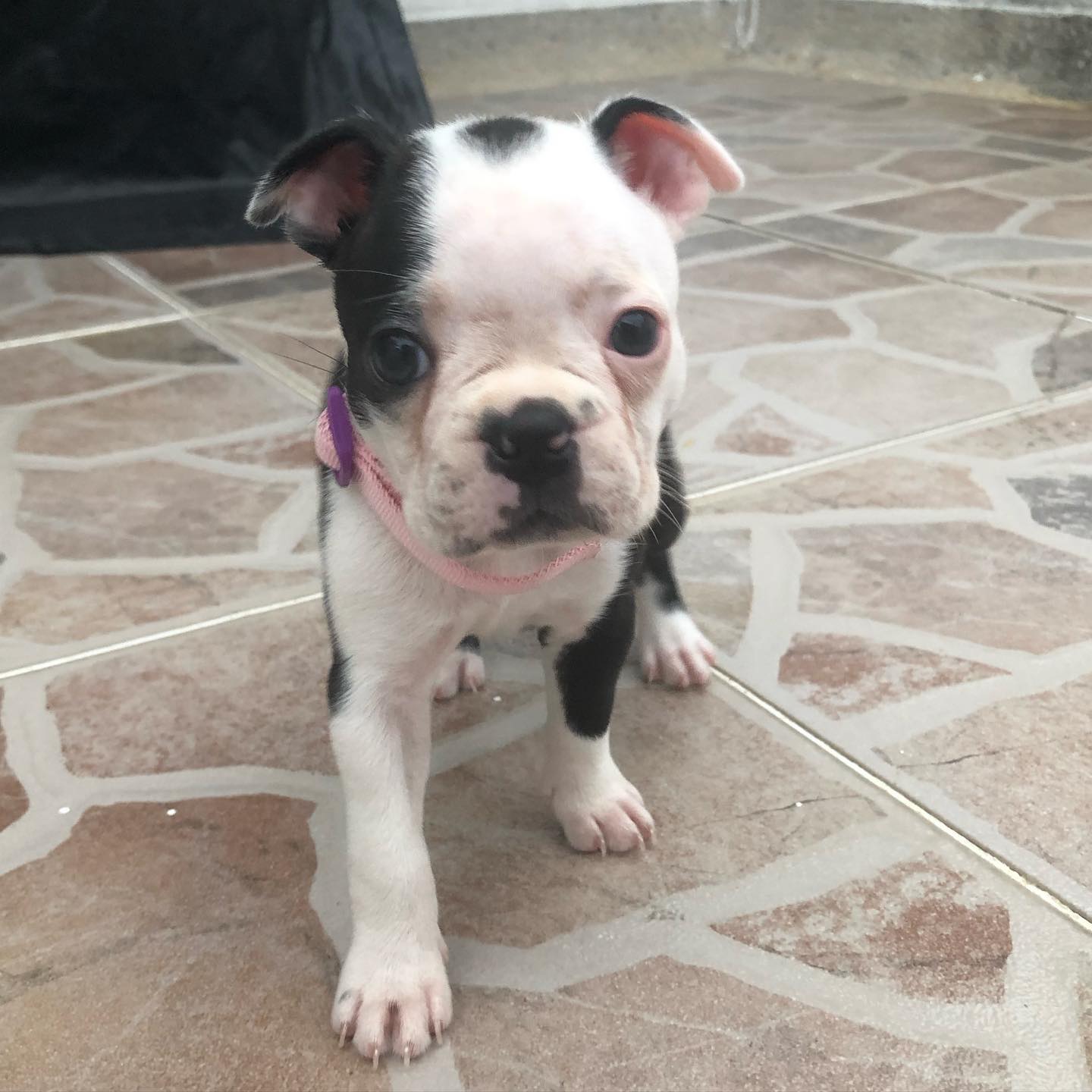 eva_thebostonterrier_106797373_116329299921467_8940521197961752754_n
