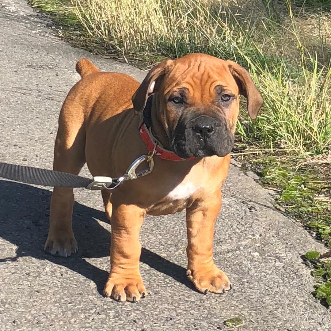 hank_boerboel_1577075587_2204992304606703628_26706551526