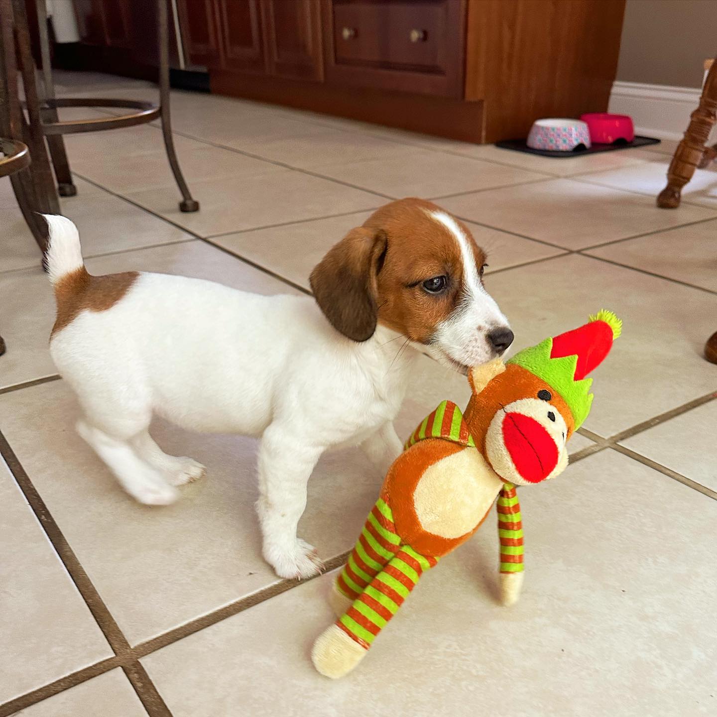 jackie.thejackrussellterrier_1693090059_3178192225725437251_61686101212