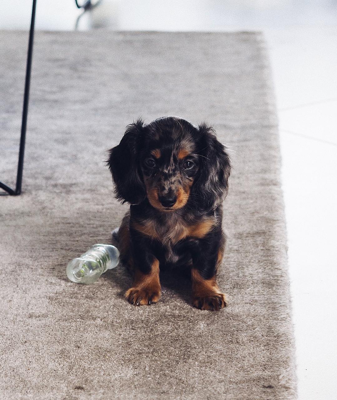 jackie_theminidachshund_97933538_967863633694040_867231605240835428_n