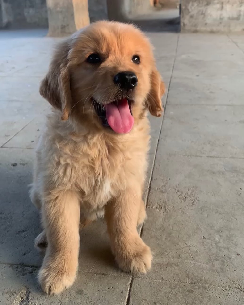 kira.thegoldenretriever_278470018_178034744557482_8056737486885496145_n