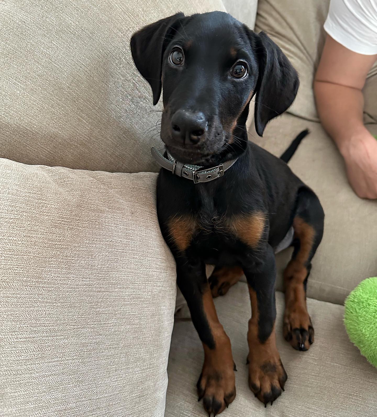 kovuthedobermann_1700934540_3243996504573223242_63019866571