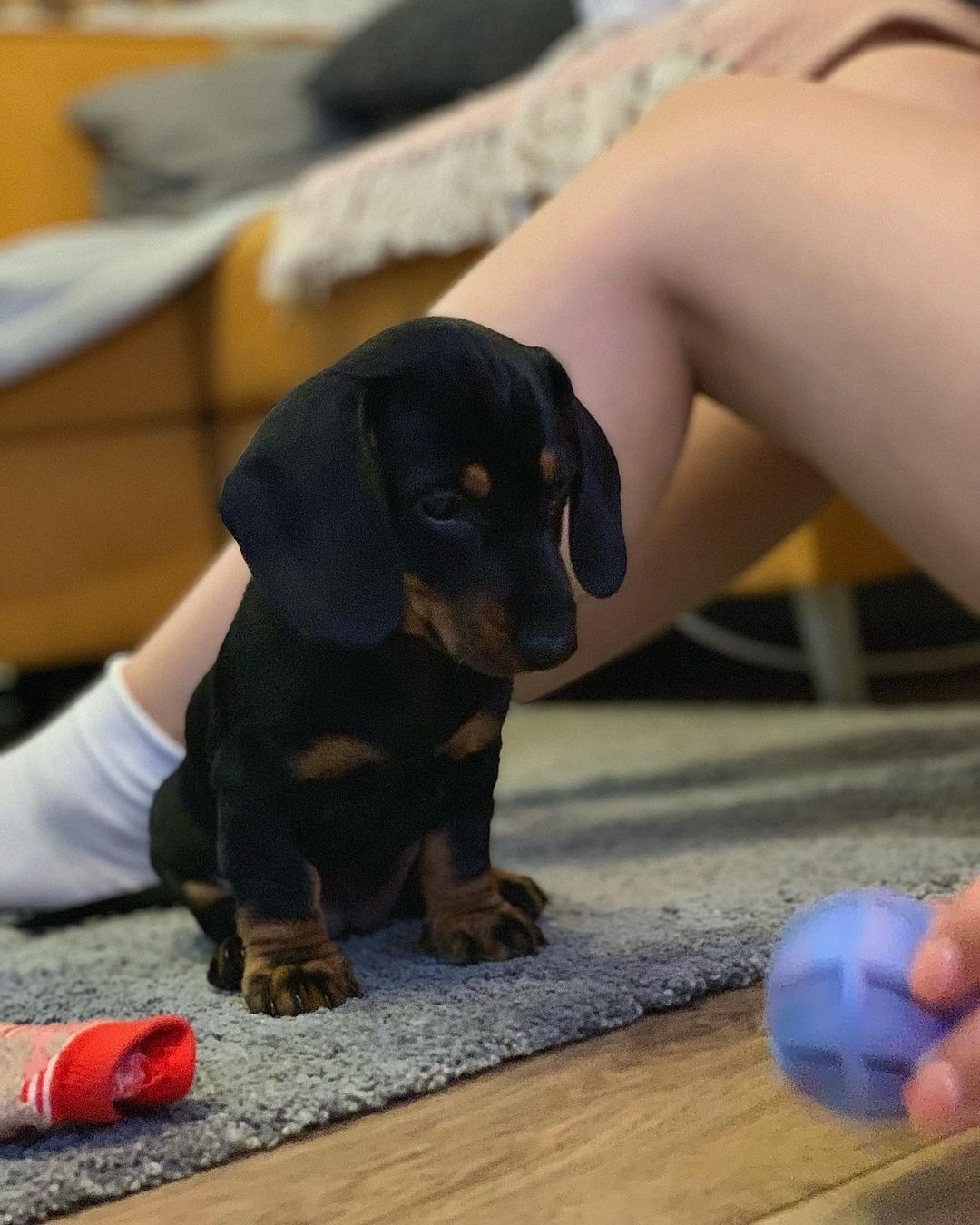 _luna_theminidachshund_293809655_1024727501558911_4931485539891543800_n