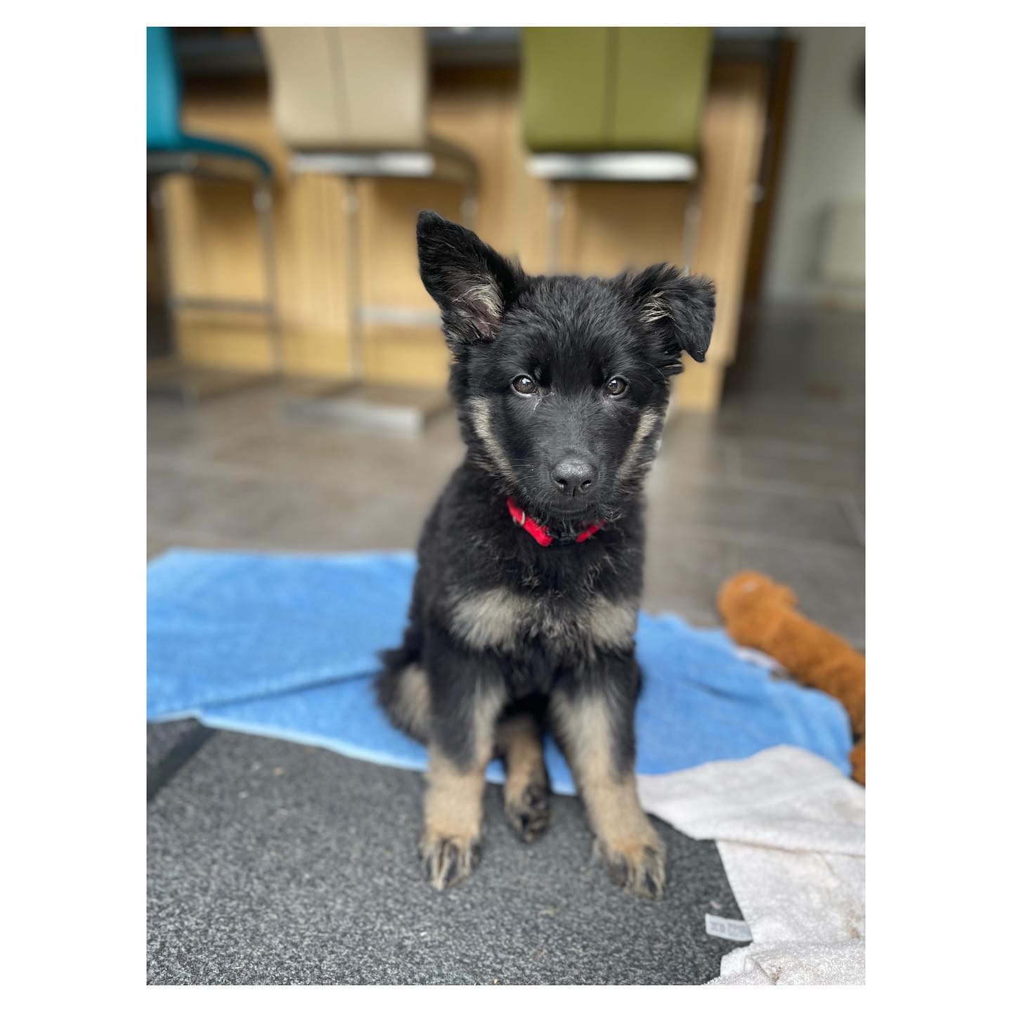 mia.gsdpuppy_1630318588_2651626962642095322_49289312922