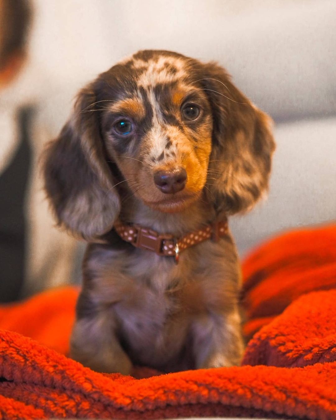 nala_theminidachshund_83383477_1038932543152508_8556761903899904107_n