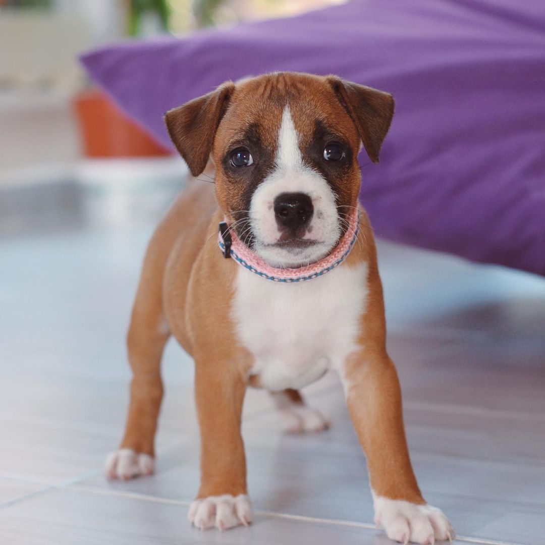 nora_the_red_staffy_109029838_386462798995264_5397494252511553731_n