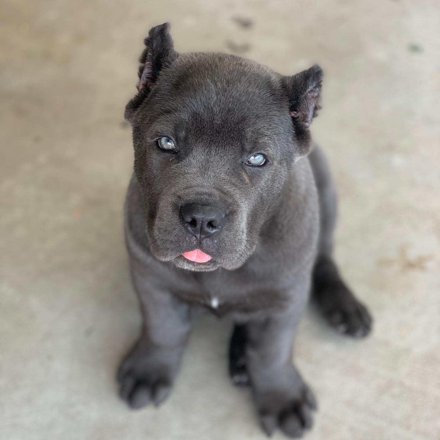_rambo_thecanecorso_118070261_156875846040548_3948819029484685332_n