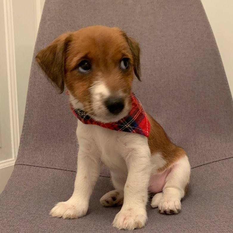 sarah_thejackrussell_1637338120_2710511069640602883_50103572479