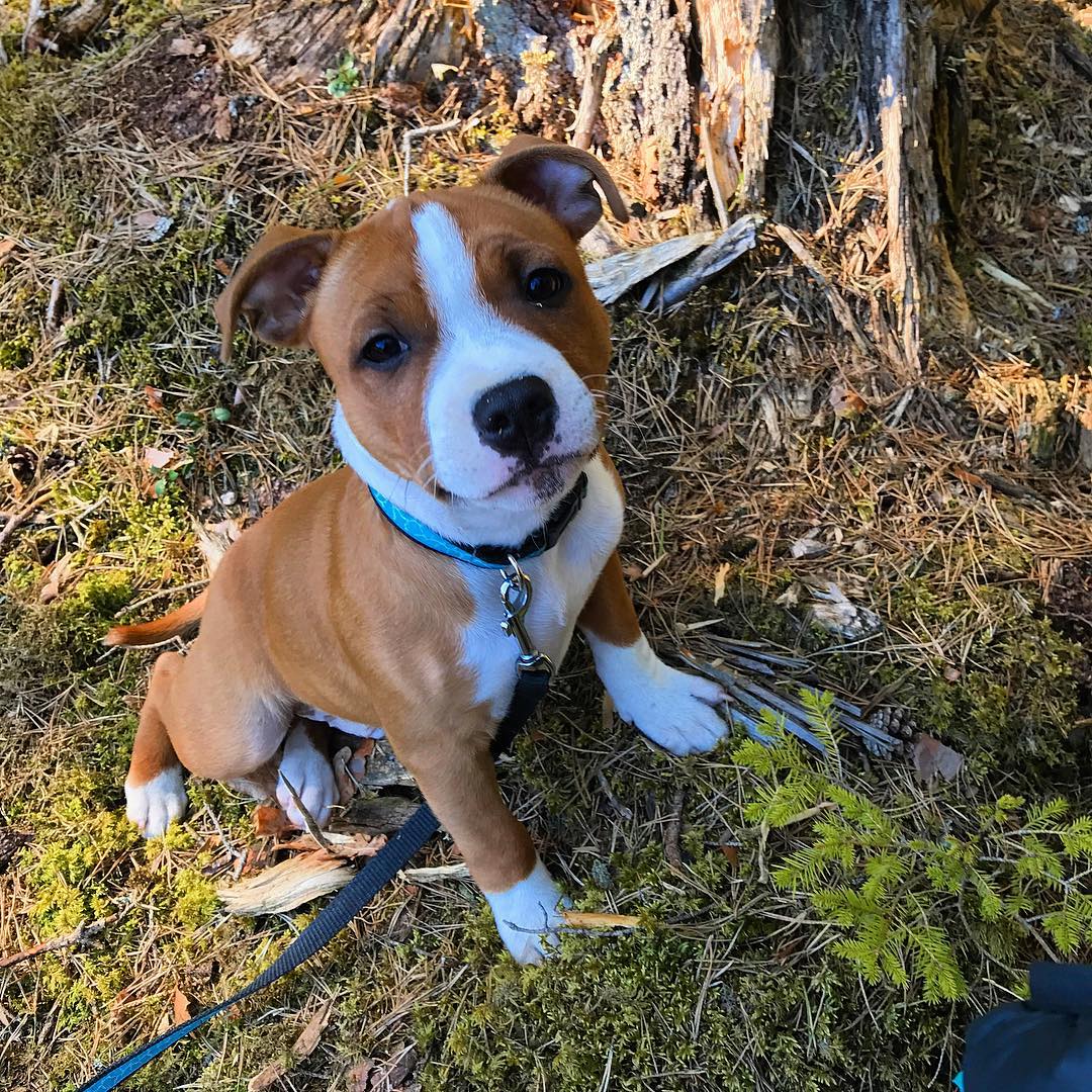 staffiesammy_18722976_138120980069286_4170617362736742400_n
