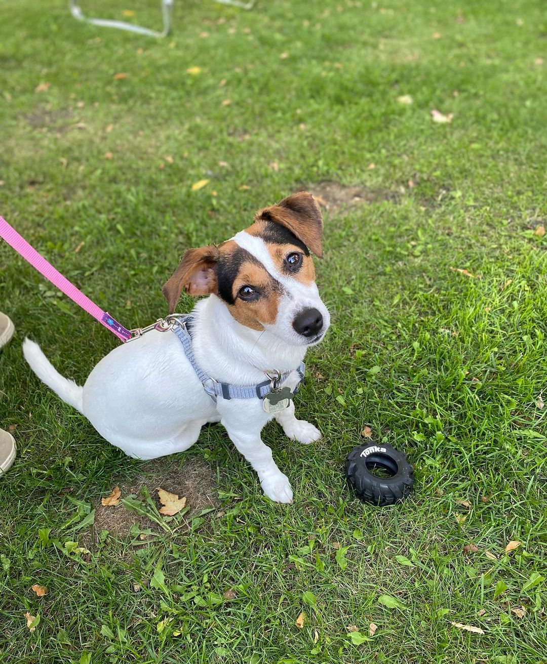 the_jack_russell_zadie_1630800521_2655669711087636454_48977712562