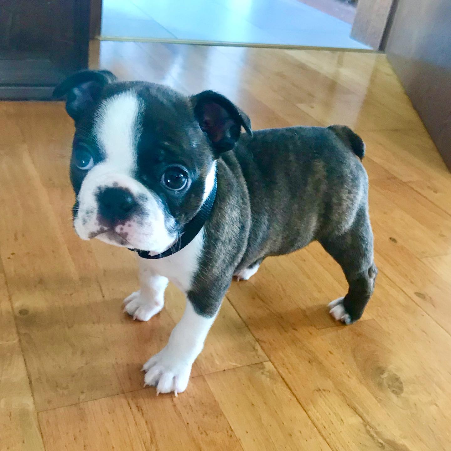thebostonterrier_charlie_108371456_544854206448676_6036639443583288956_n (1)
