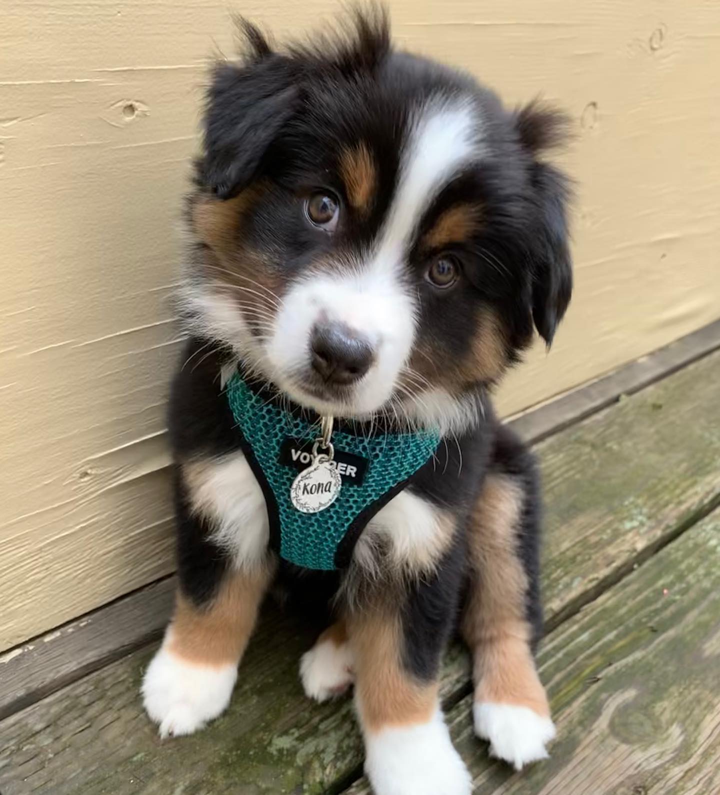 theminiaussiekona_61068589_2984716228212657_3801872785566366700_n